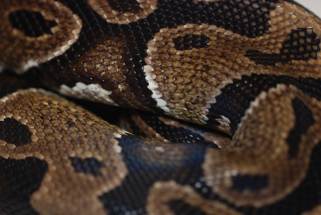Royal Python scales close up 