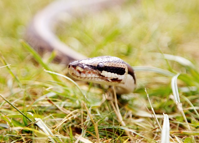 Royal Python slithers through grass
