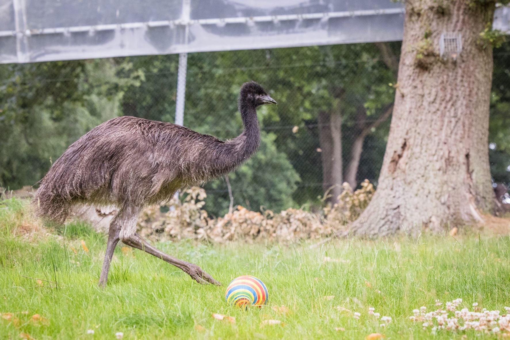 WSP July - Emus _-20 (1).jpg
