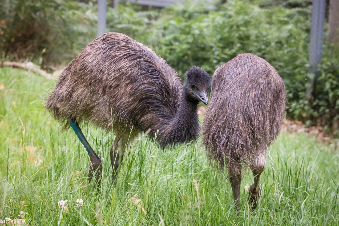 Image of wsp july  emus  36