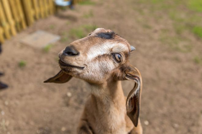 Anglo Nubian Goat tilts head close up