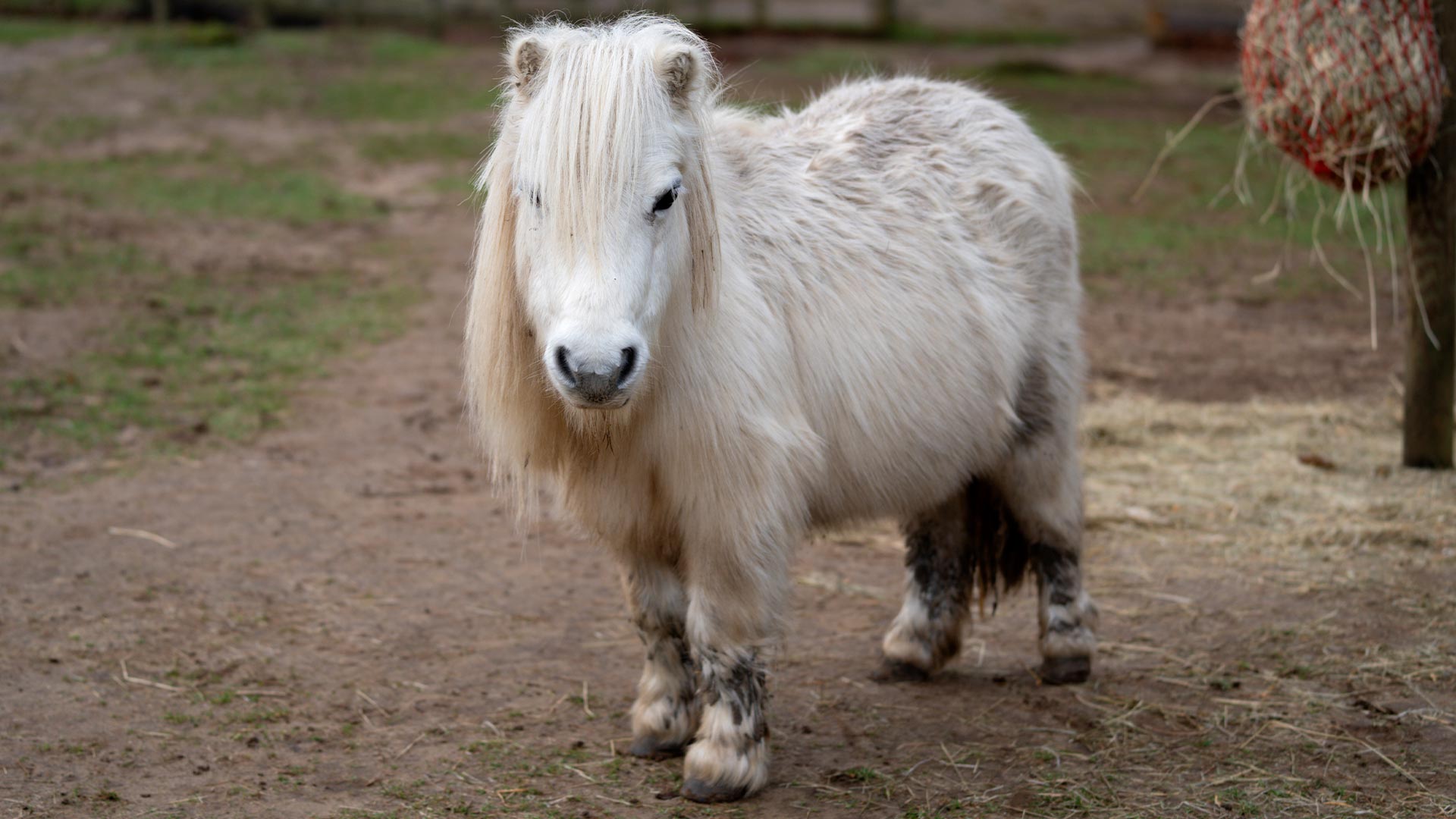 Daisy new Shetland pony