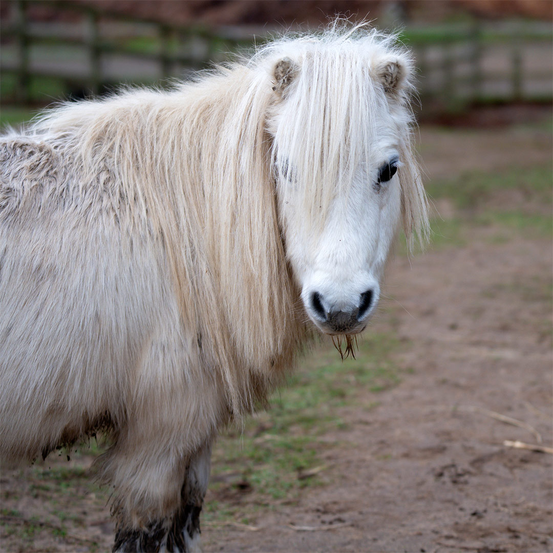Daisy the Shetland pony
