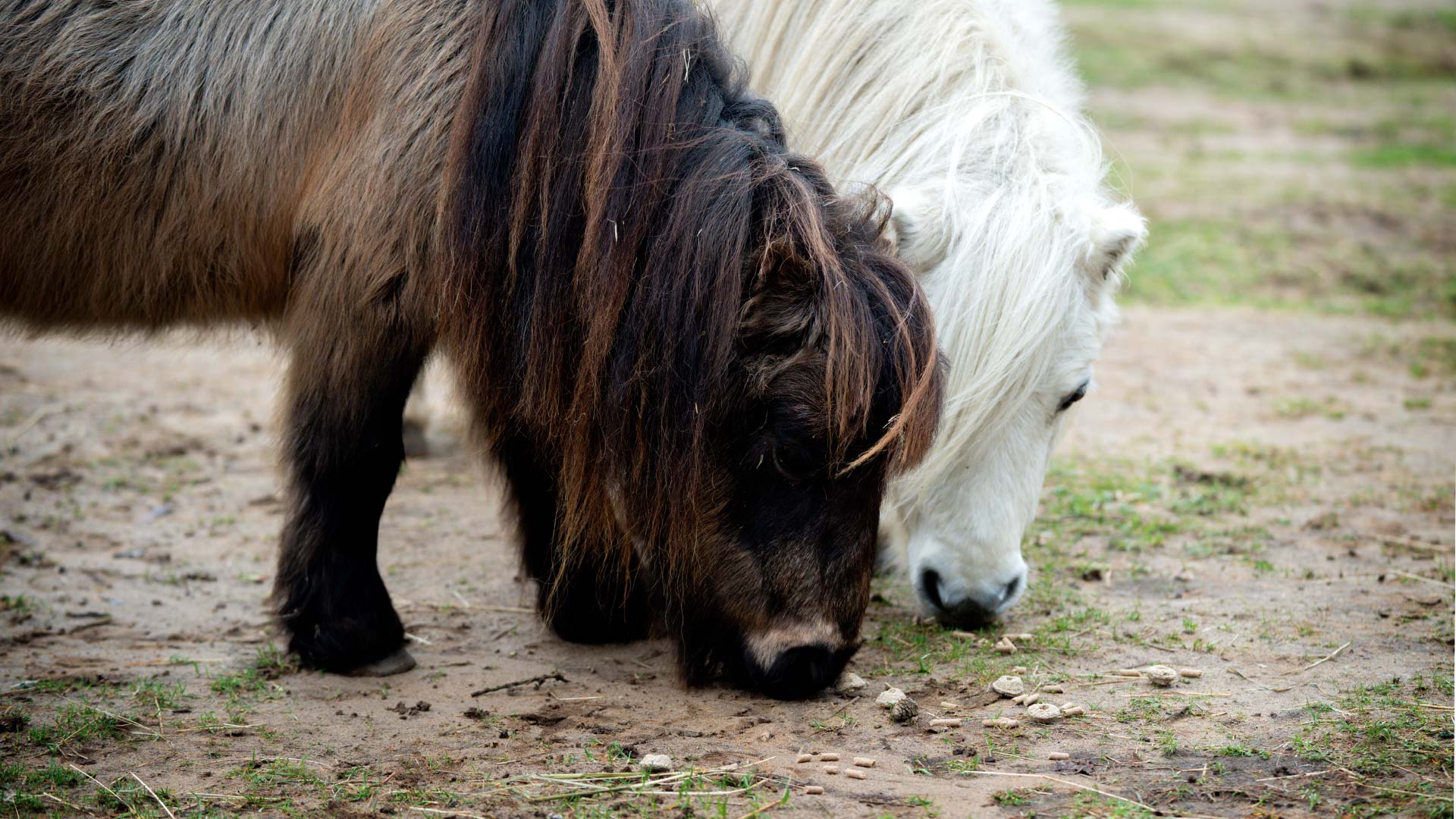 Harry and Daisy grazing