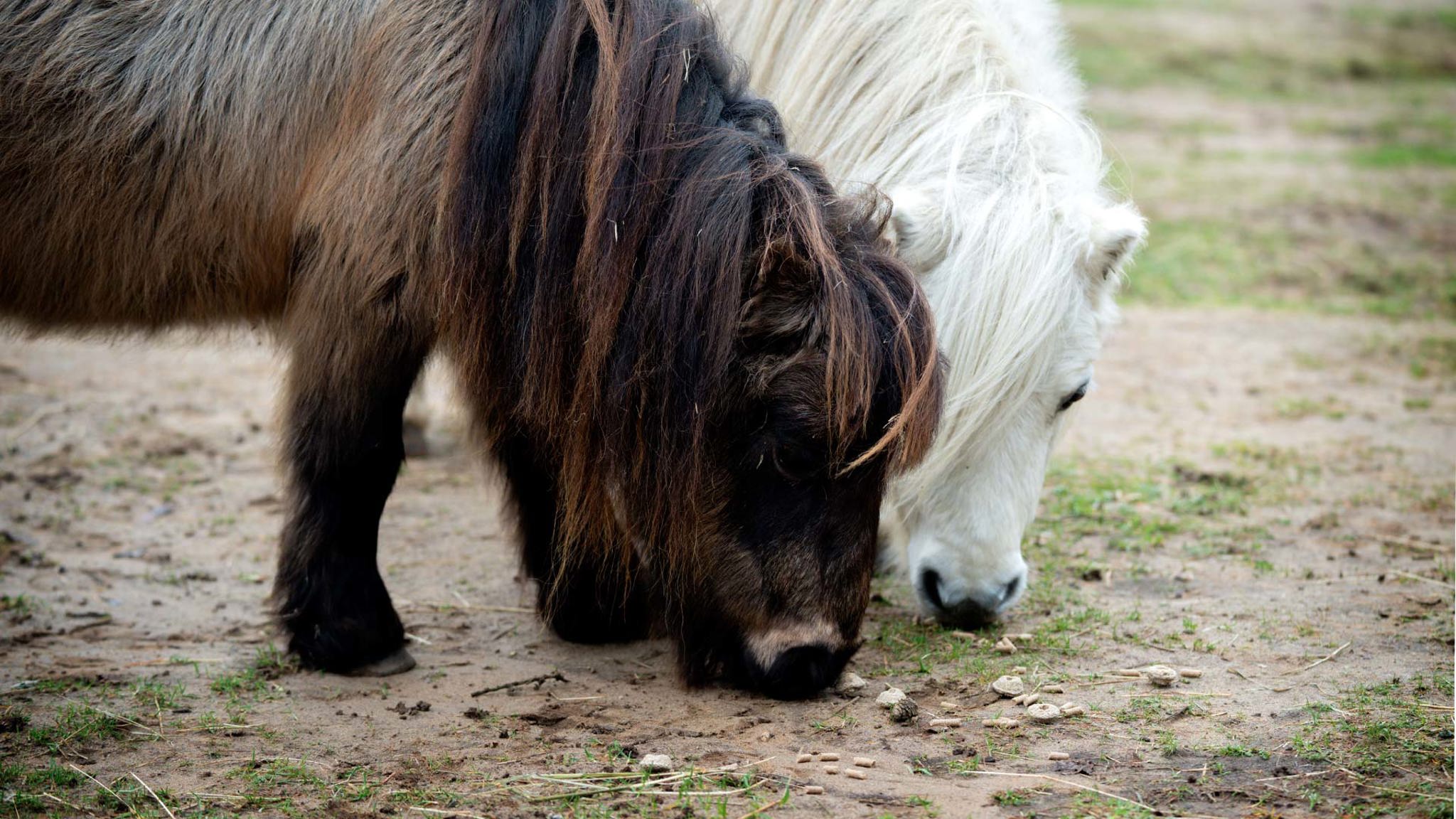 Pony Shetlander Secrets You Never Knew Will Make Your Life Pure and Peaceful