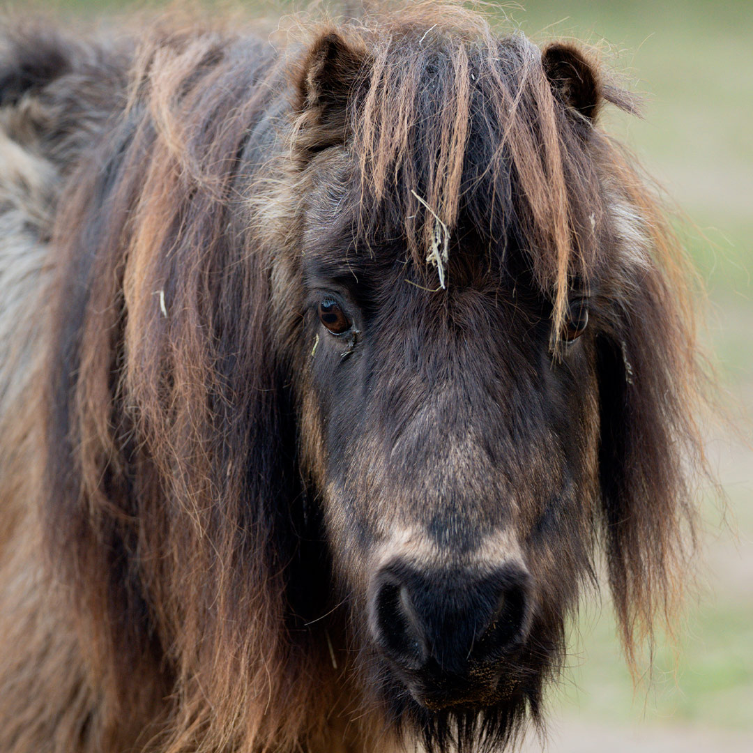 Harry the Shetland Pony