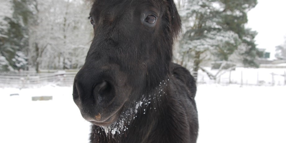 Black Shetland pony close up in snow