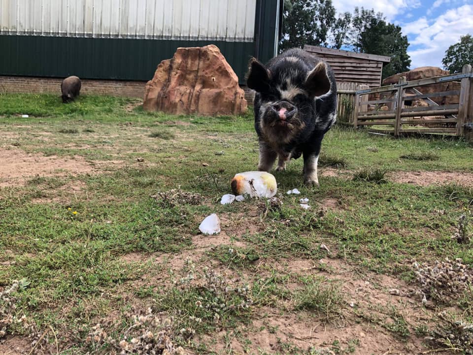 Oscar the pig with ice lolly.jpg