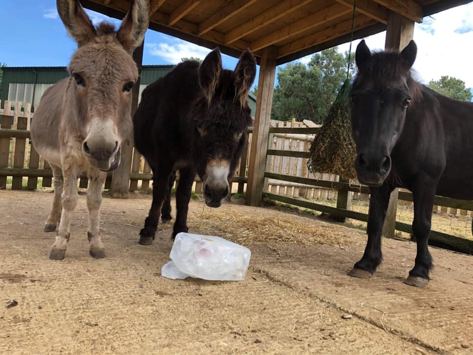 Ponies and donkeys with ice lolly.jpg