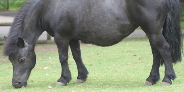 Black Shetland pony grazes in field