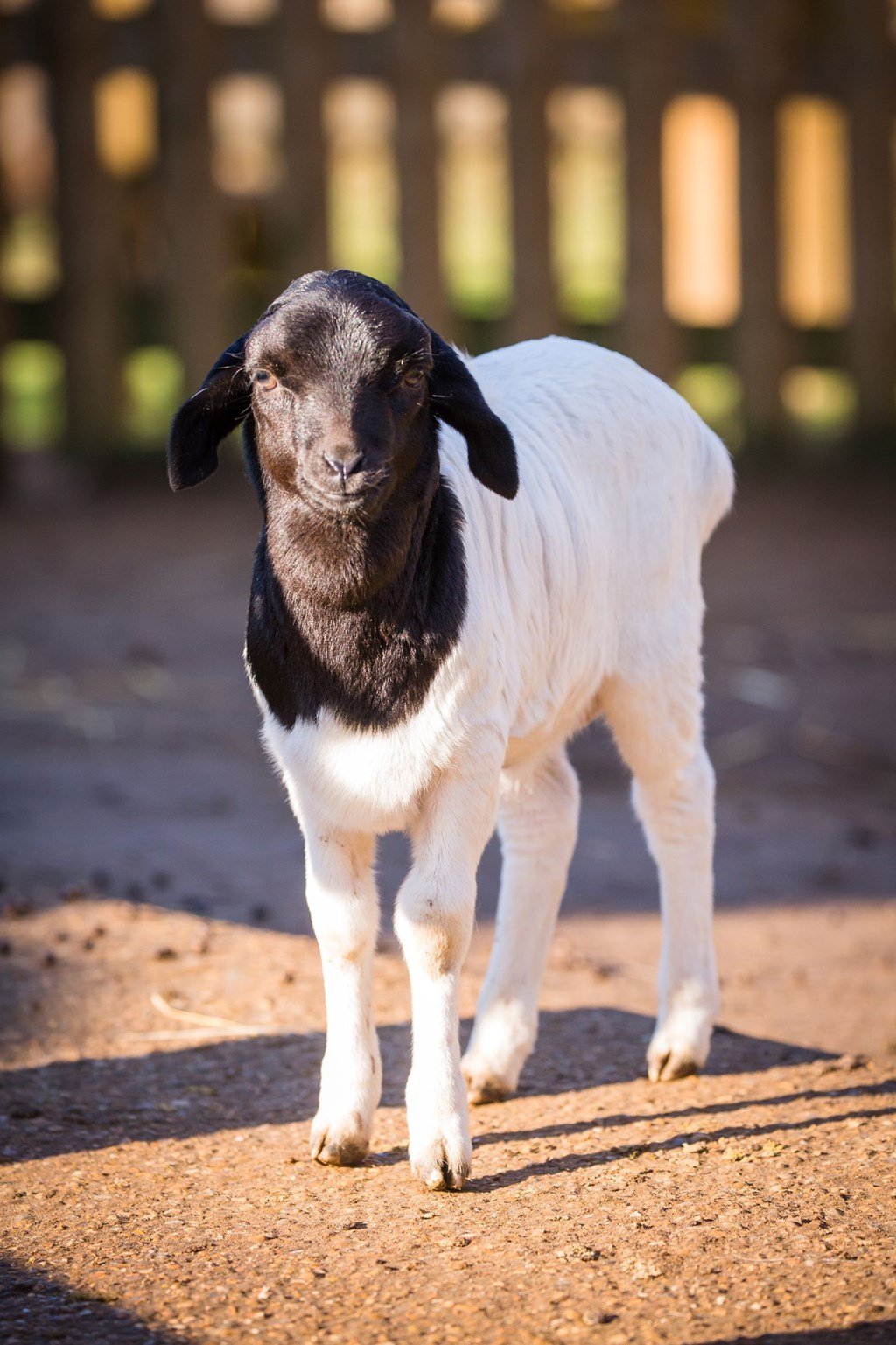 Image of somali black headed lamb