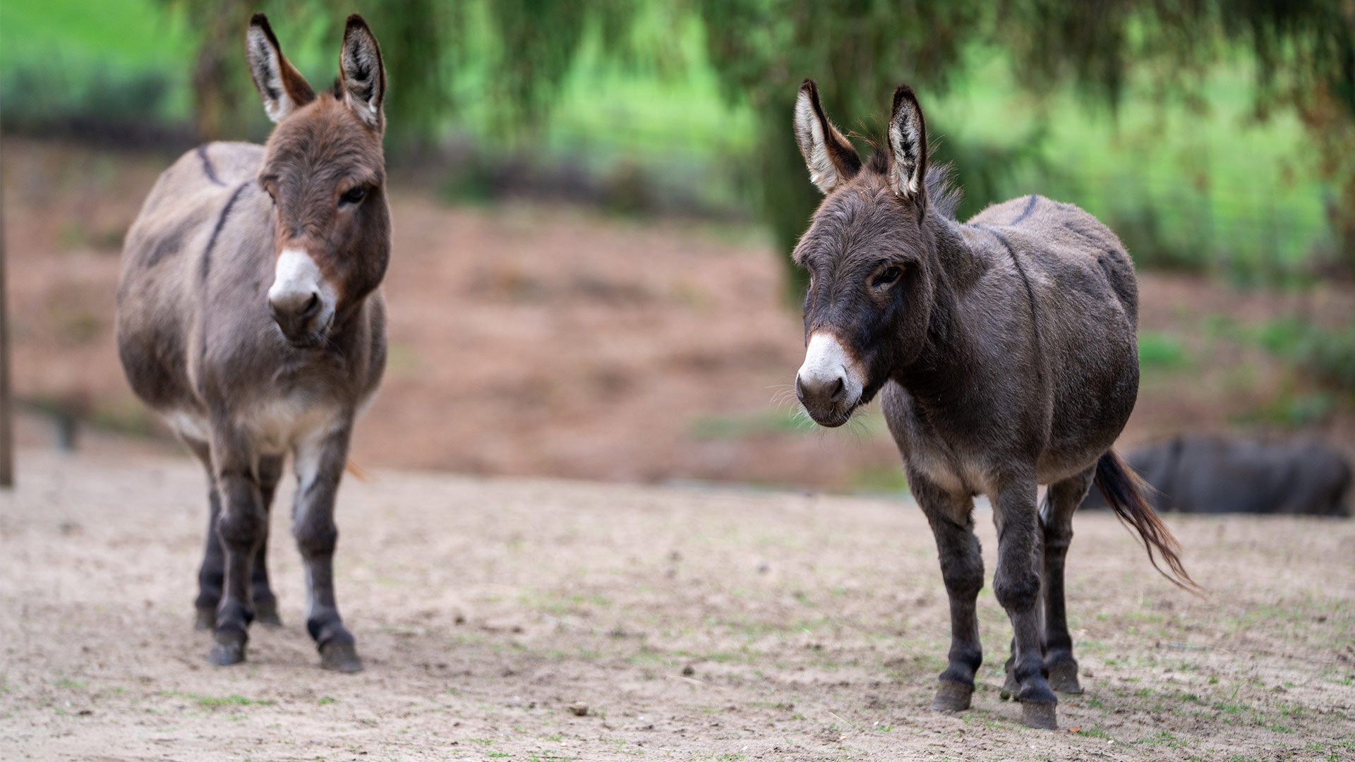 Two new domestic Donkeys, Darcy and Daphne