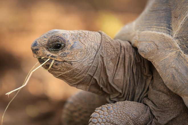 Aldabra Tortoise eats straw 