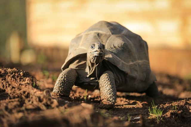 Aldabra Tortoise walks across dirt 