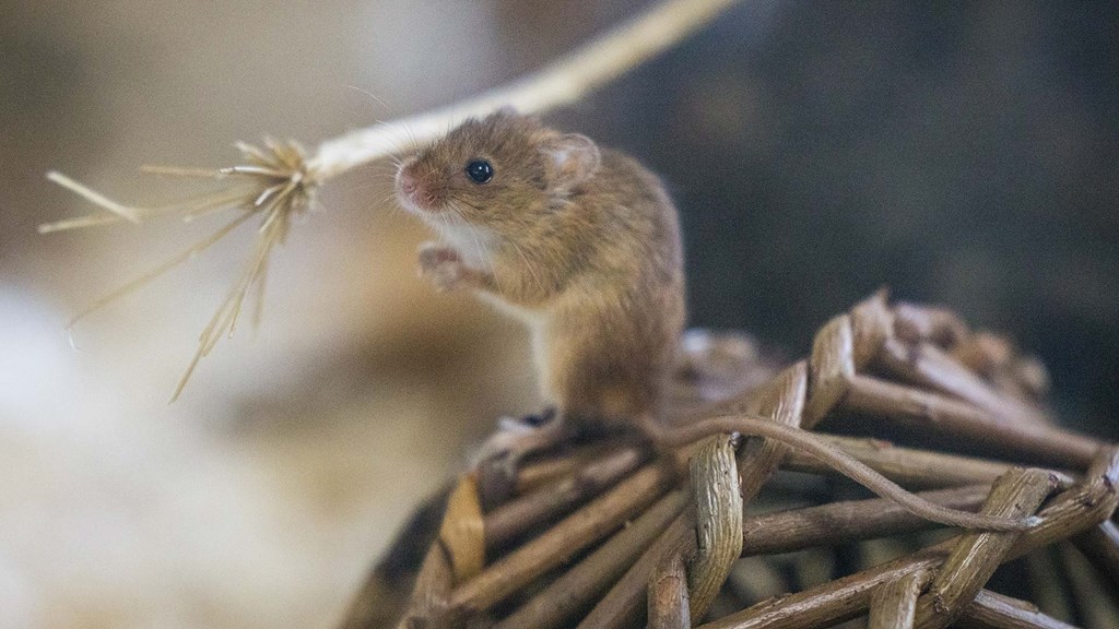 Harvest mouse stands on hind legs on wooden hut 