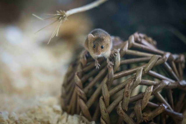 Harvest mouse stands on wooden hut