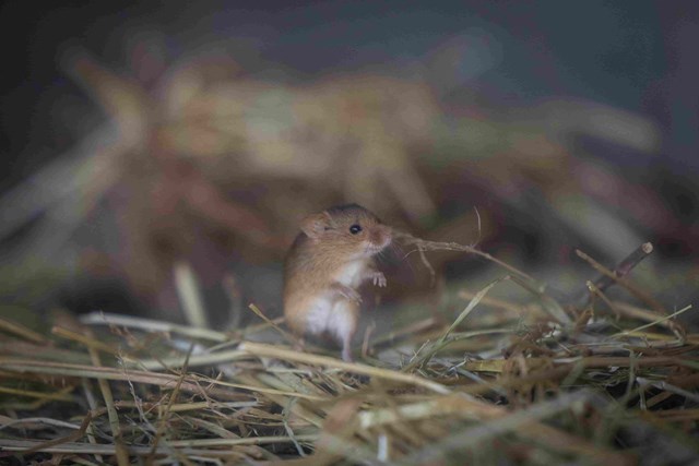 Harvest mouse stands on hind legs in straw