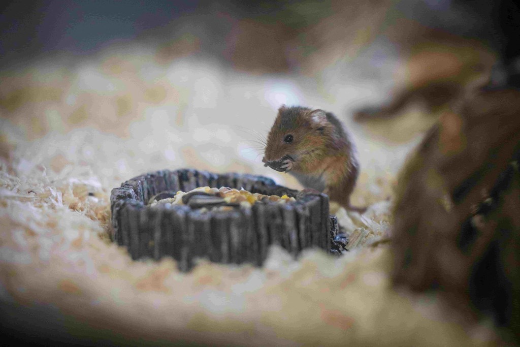 Tiny harvest mouse eats seed with two hands 