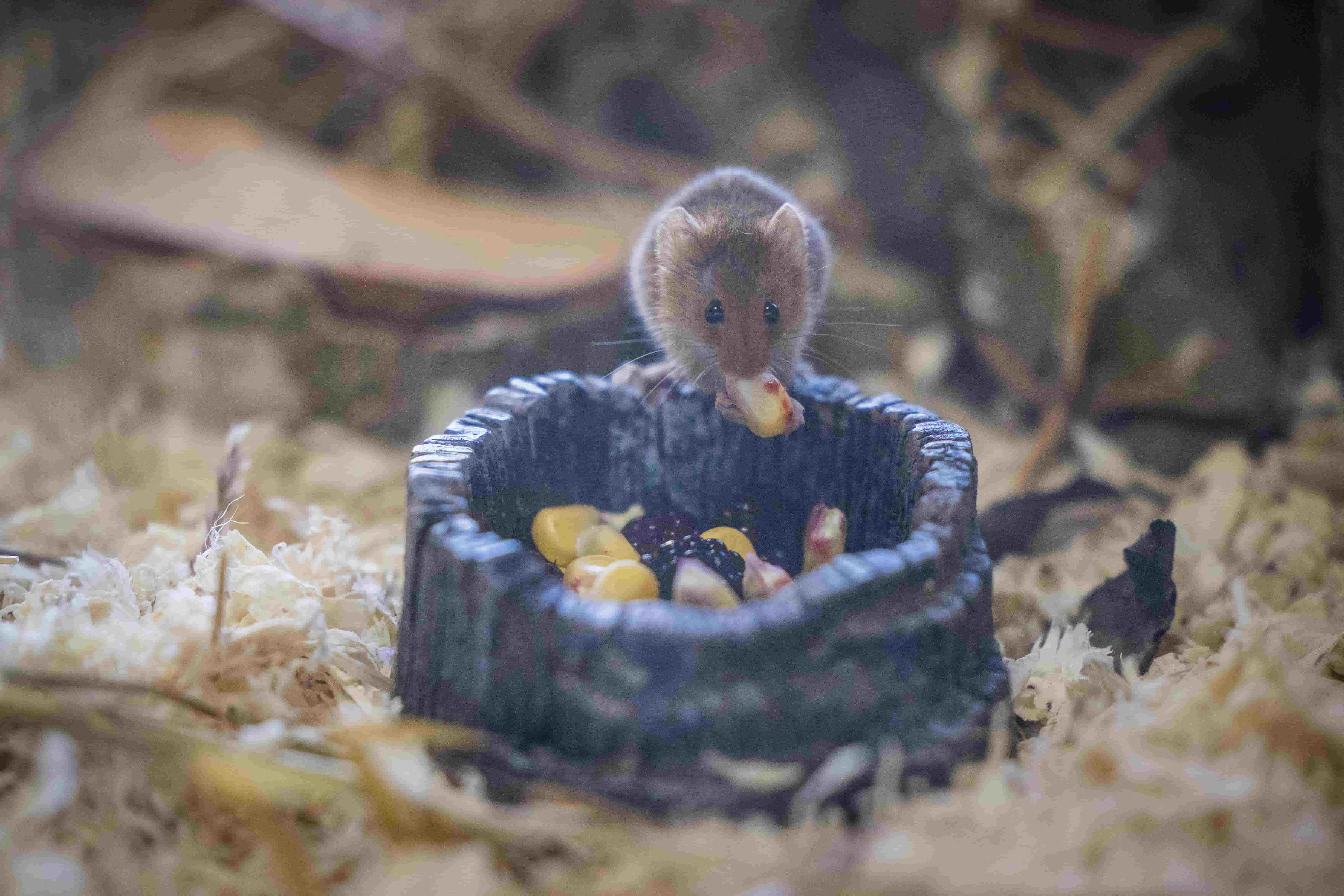 Harvest mice Woburn Safari Park