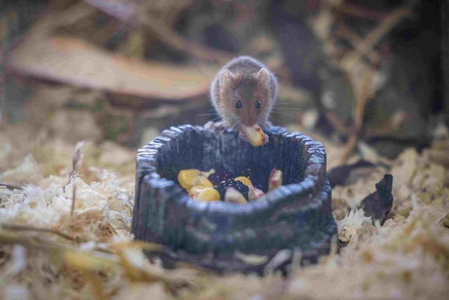Harvest Mouse eats corn from bowl