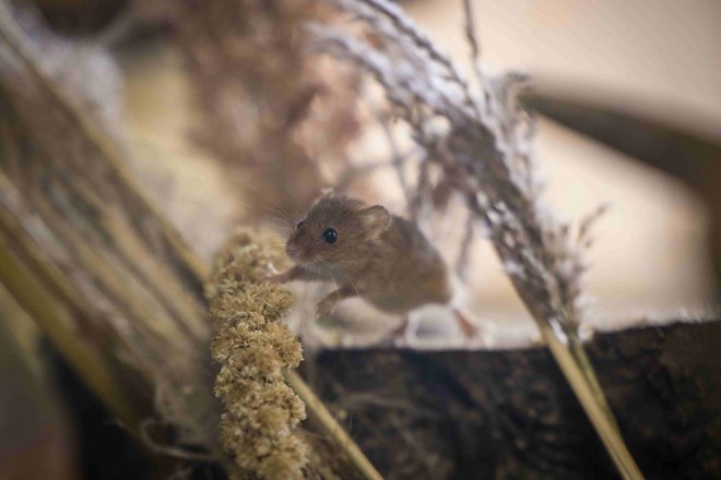 Harvest mouse rests hand on wheat while standing on log 