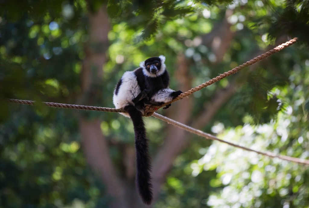 Black and White Ruffed Lemur perches on suspended ropes in trees