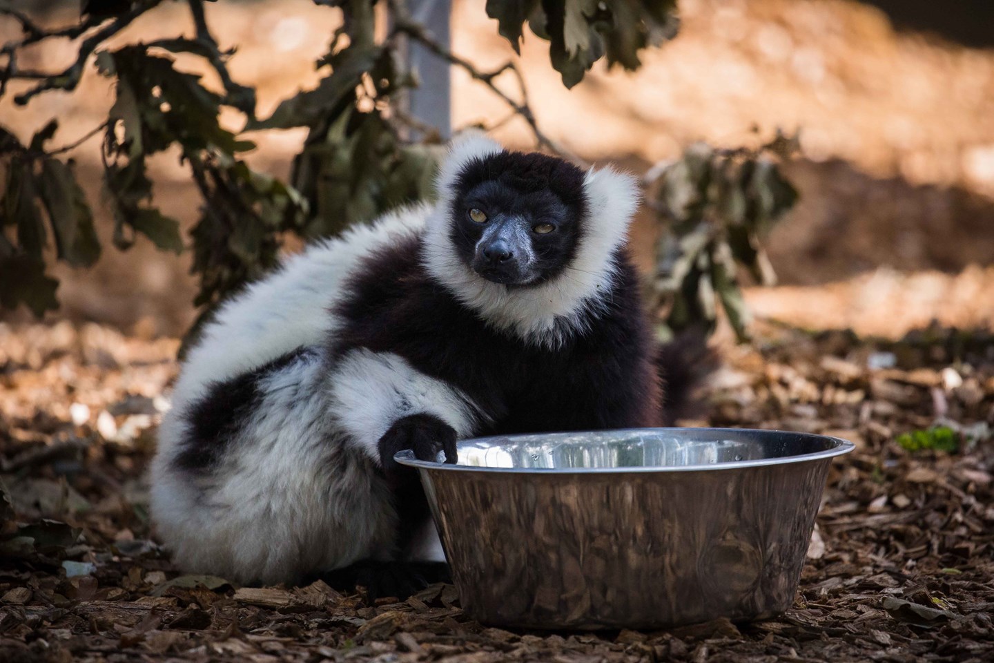 Black and white ruffed lemur drinks from metal bowl on ground