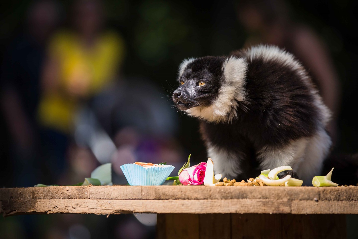 Black and White Ruffed Lemur sits on wooden platform surrounded by nuts and fruits