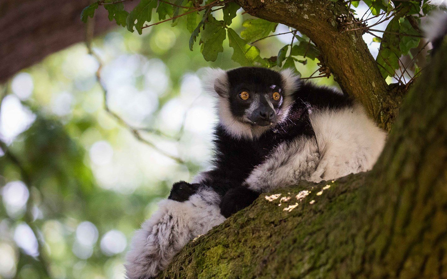 Black and White Ruffed Lemur rests in shady tree 