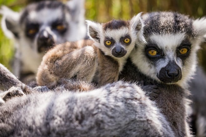 Baby Ring-Tailed Lemur sits on mums back as they both stare at camera 