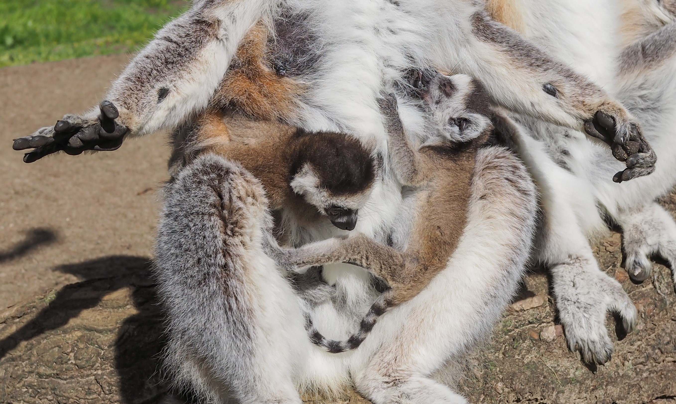 Close up of ring tailed lemur twins.jpg