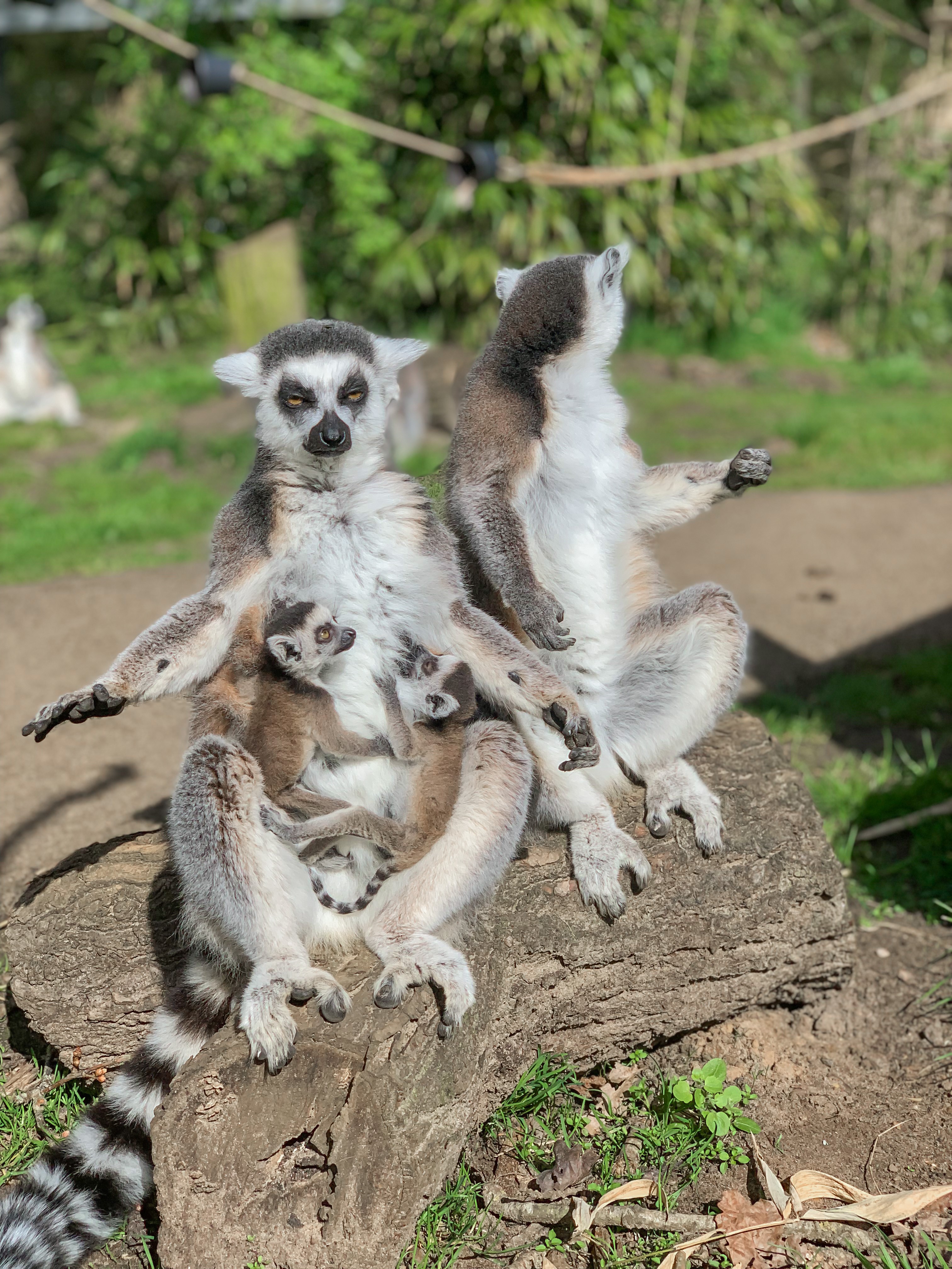 Close up of Sambava and her twin ring tailed lemurs.jpg
