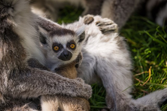 Baby Ring-Tailed Lemur sits in mother's lap on grass