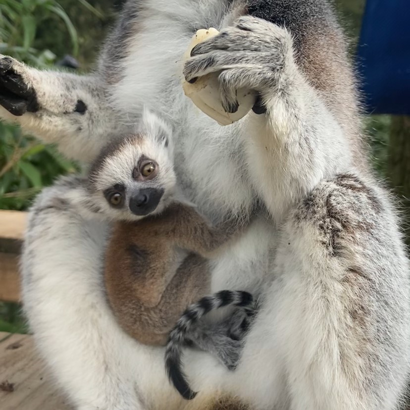 Image of keeperimogen koko lemur baby