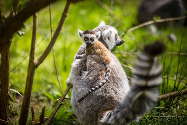 Baby lemur looks at camera while clinging to mum's back against a backdrop of grass and sticks 