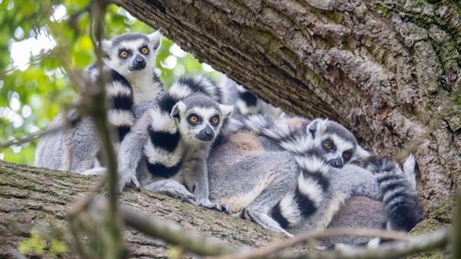 Image of lemur family cute lowres