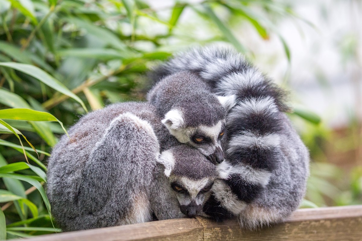 Two ring-tailed lemurs cuddle on wooden beam
