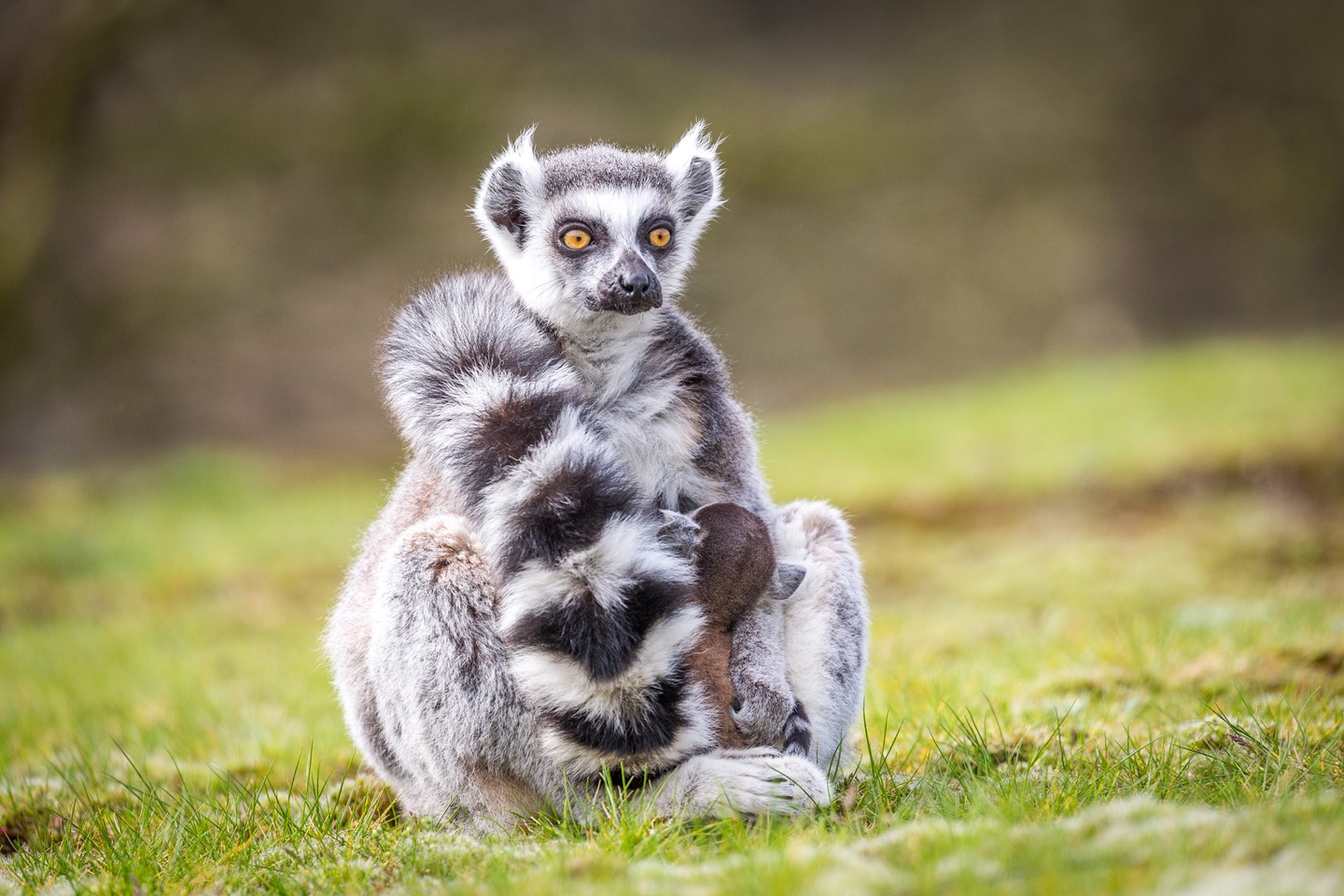 Ring-Tailed lemur sits on grass and holds own tail