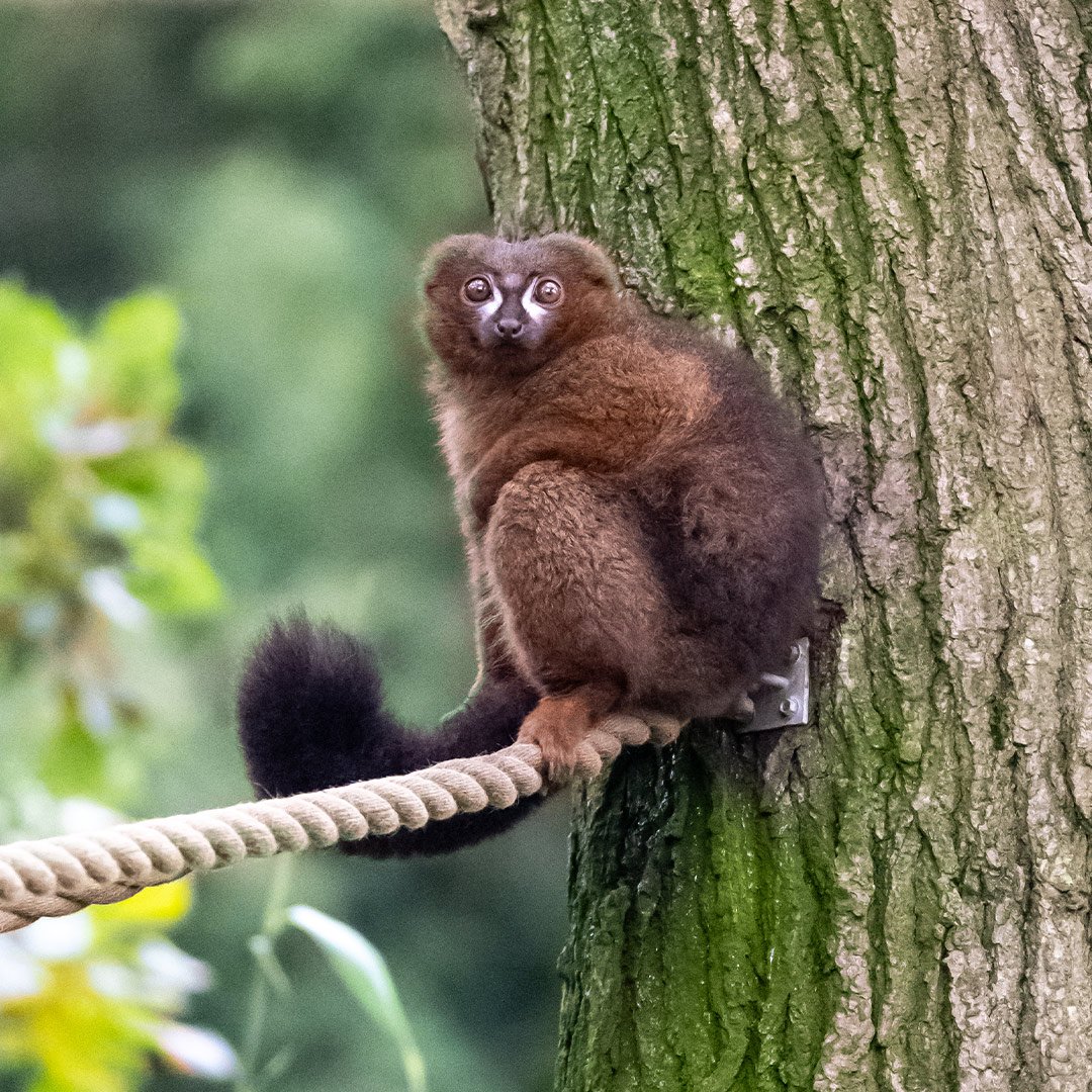 Red bellied lemur sitting on rope up in the trees 