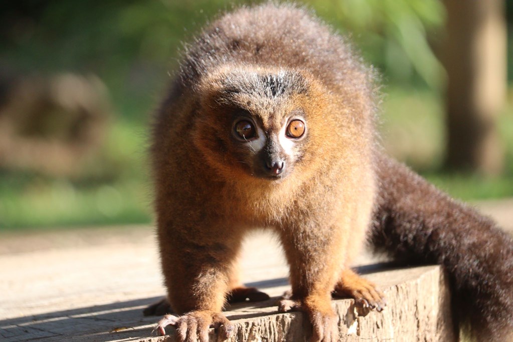 Red Bellied Lemur perches on tree stump
