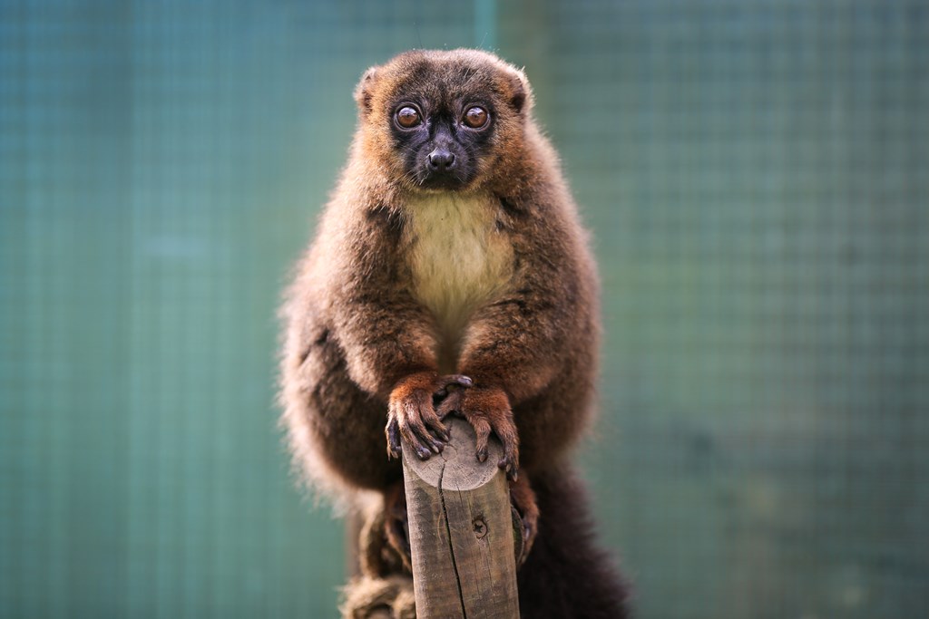 Red Bellied Lemur perches on wooden beam 