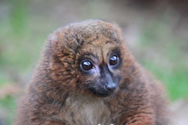 Red Bellied Lemur close up to face
