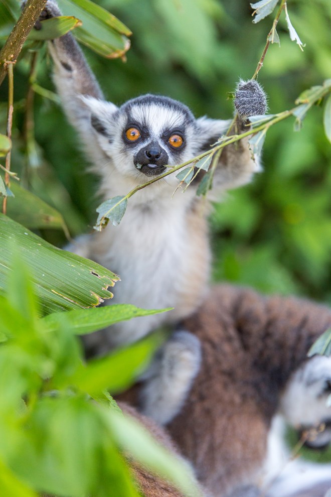 Baby Ring-Tailed lemur hangs onto branches