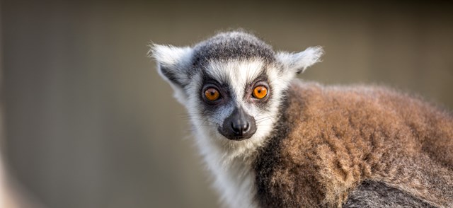 Ring-Tailed Lemur stares into camera 
