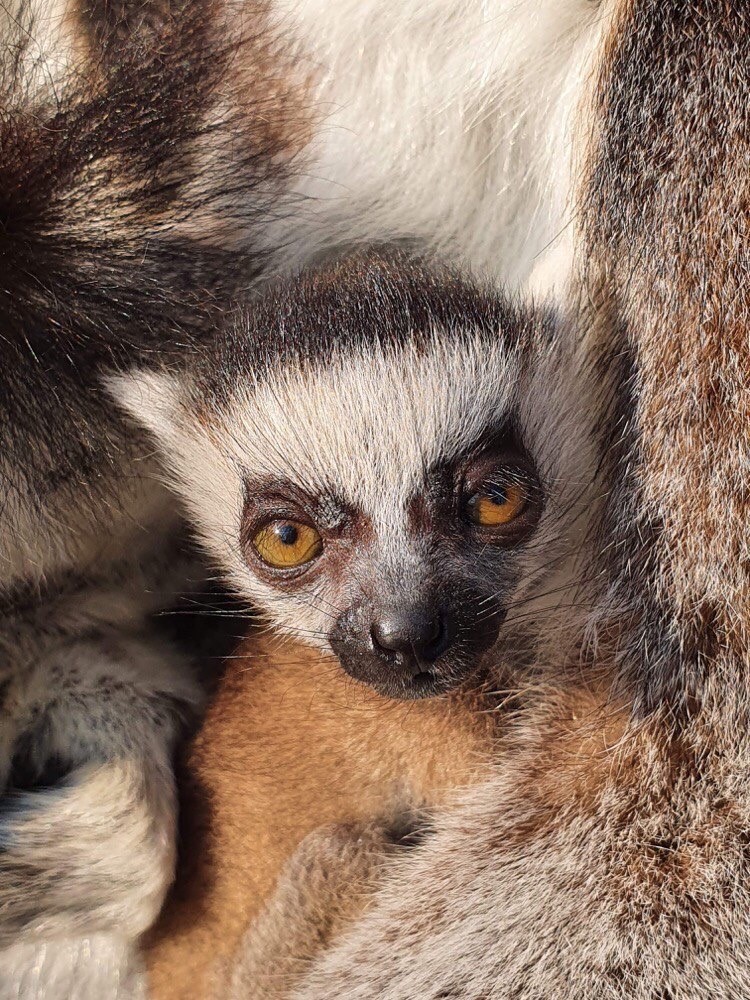 Close up of endangered ring tailed lemur baby.jpg