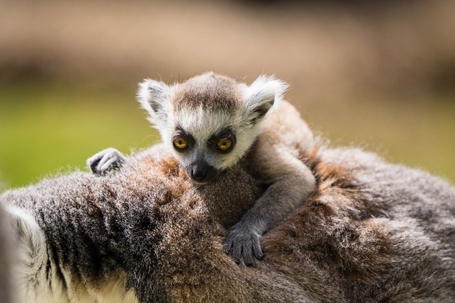 Ring-tailed lemur infant in Land of Lemurs