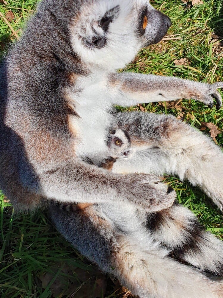 Ring tailed lemur baby suckling at Woburn Safari Park.jpg