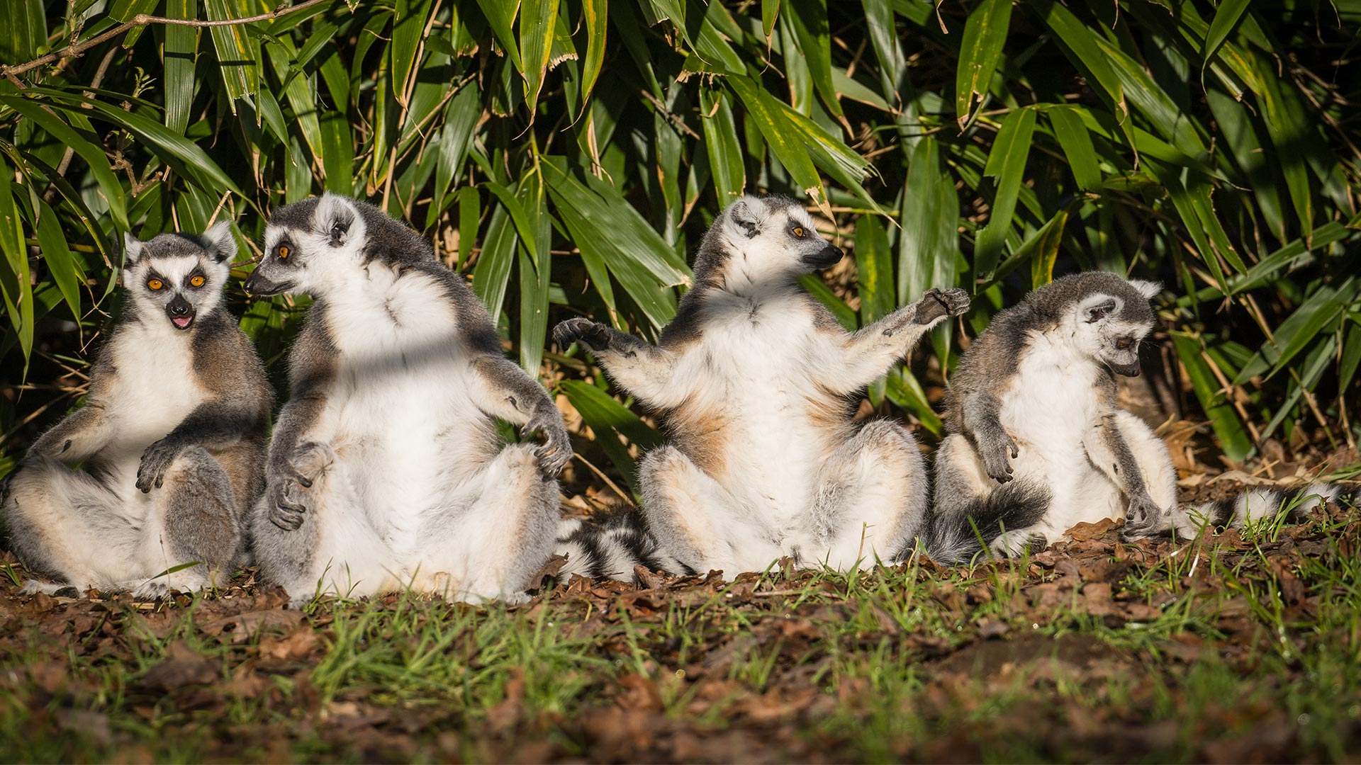 Ring tailed lemur troop relaxing in the sun 