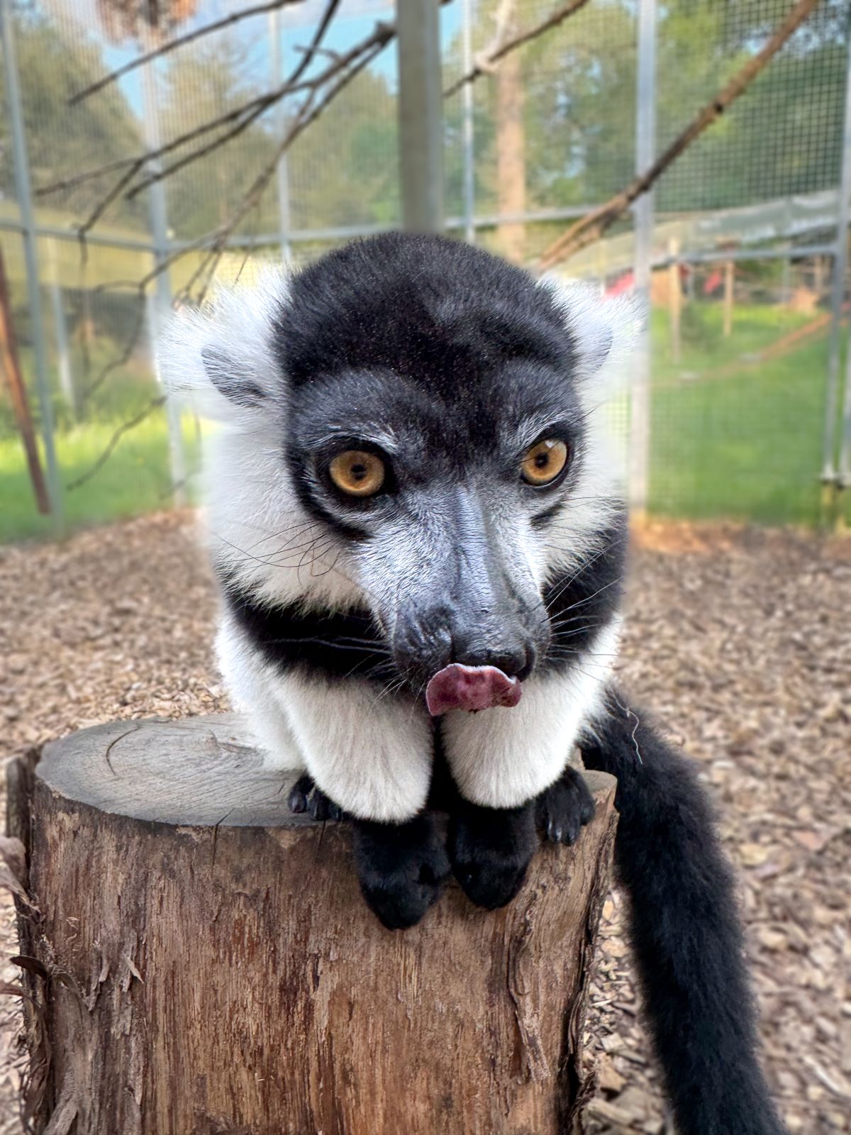 White_BeltedLemur_WSP_2024-4_web.jpg