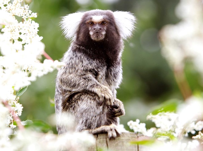 Marmoset perches on tree stump surrounded by white flowers